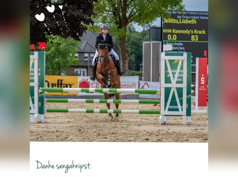 Pony tedesco Castrone 18 Anni 148 cm Baio in Senden