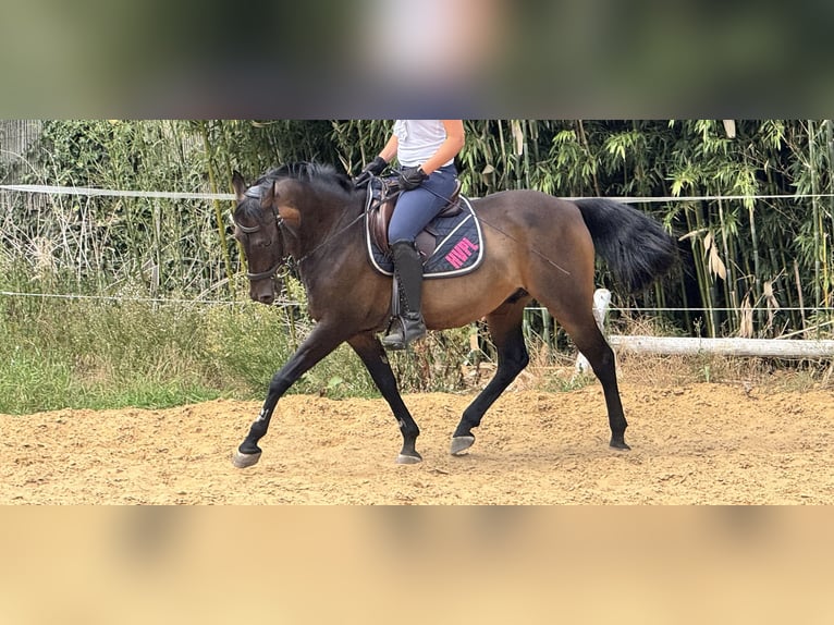 Pony tedesco Castrone 18 Anni 148 cm Baio in WedemarkWedemark Pony tedesco Castrone 18 Anni 148 cm Baio in WedemarkWedemark