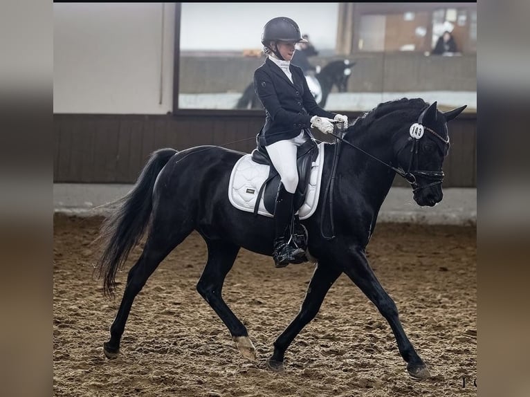 Pony tedesco Castrone 18 Anni 148 cm Morello in Herten