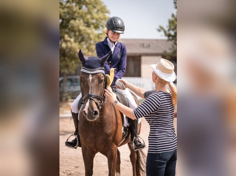 Pony tedesco Castrone 18 Anni 148 cm Sauro scuro in N&#xFC;rnberg