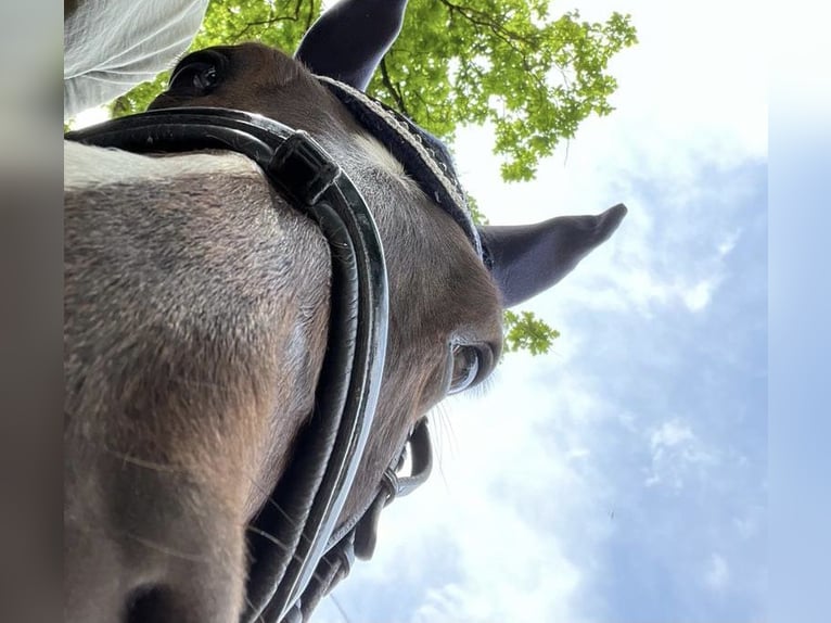 Pony tedesco Castrone 18 Anni 148 cm Sauro scuro in N&#xFC;rnberg