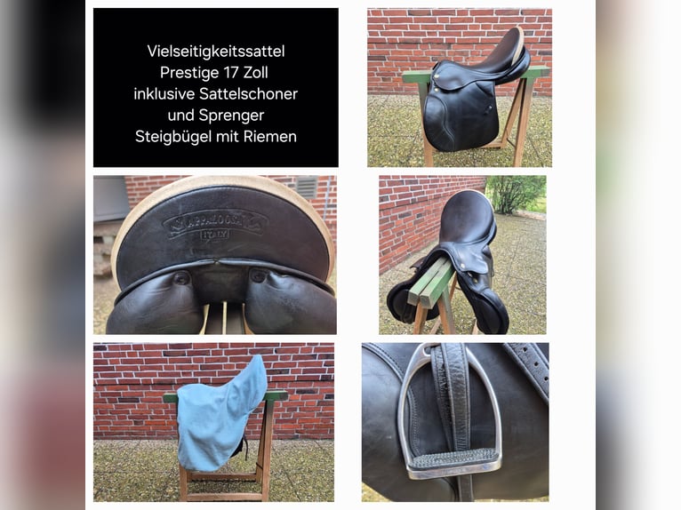 Pony tedesco Castrone 18 Anni 148 cm Sauro scuro in Zeven