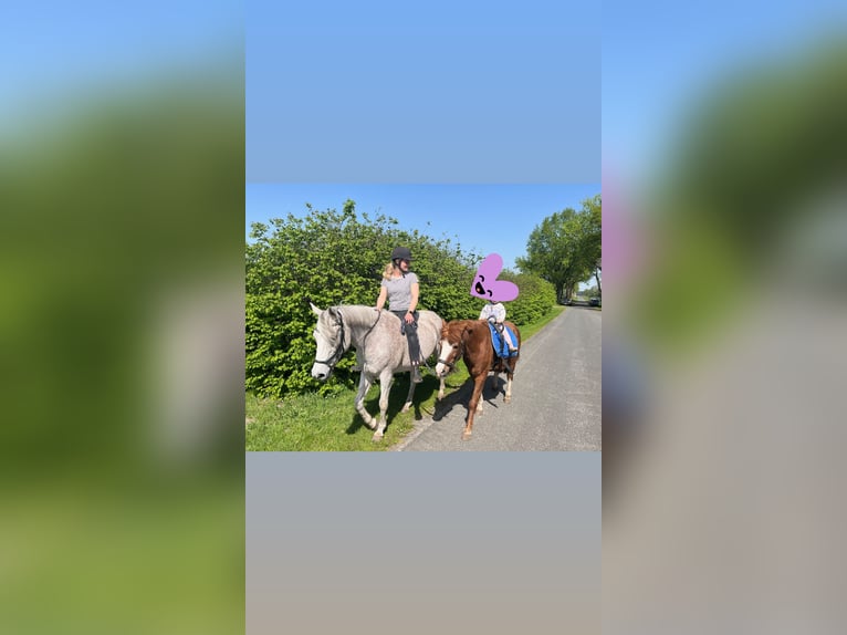 Pony tedesco Mix Castrone 18 Anni 151 cm Grigio trotinato in Visselhövede