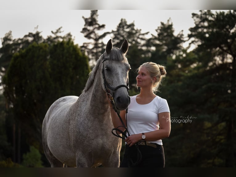 Pony tedesco Mix Castrone 18 Anni 151 cm Grigio trotinato in Visselhövede
