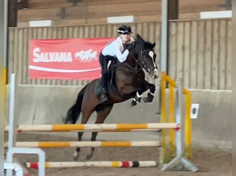 Pony tedesco Castrone 19 Anni 142 cm Baio in Hamburg