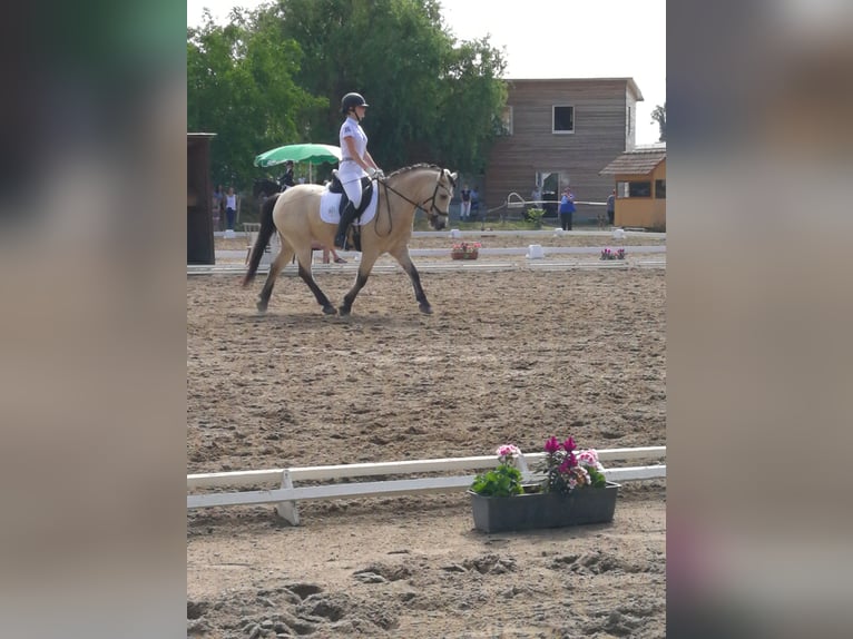 Pony tedesco Castrone 19 Anni 147 cm Falbo in Bechtheim