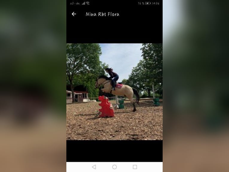 Pony tedesco Castrone 19 Anni 147 cm Falbo in Bechtheim