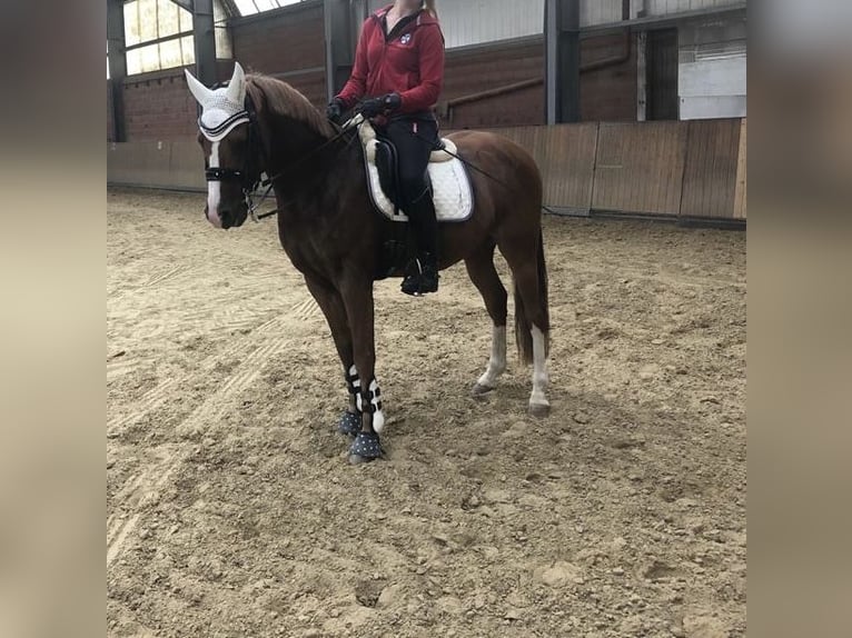 Pony tedesco Castrone 19 Anni 147 cm Sauro in Mülheim an der Ruhr