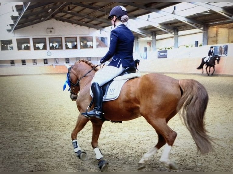 Pony tedesco Castrone 19 Anni 147 cm Sauro in Mülheim an der Ruhr