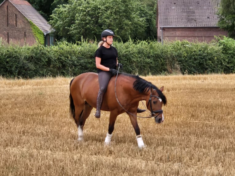 Pony tedesco Castrone 19 Anni 148 cm Baio in Recklinghausen