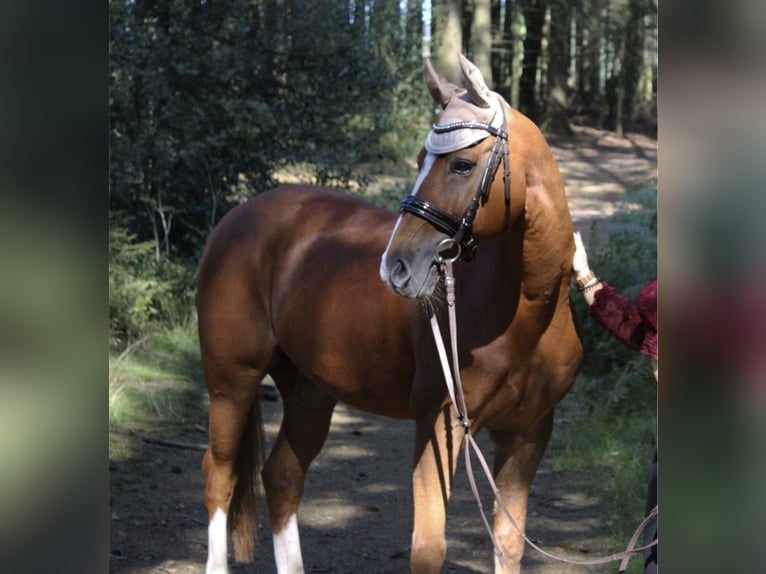 Pony tedesco Castrone 19 Anni 148 cm Sauro in Wermelskirchen