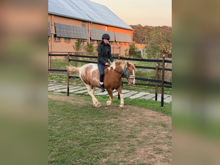 Pony tedesco Castrone 19 Anni Grigio rossastro in Kaltohmfeld