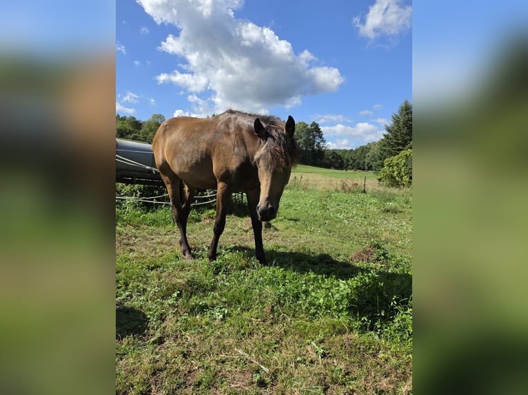 Pony tedesco Castrone 1 Anno 133 cm Pelle di daino in Witzenhausen