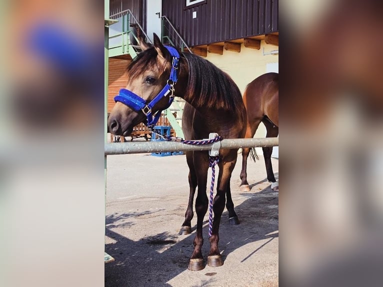 Pony tedesco Castrone 1 Anno 133 cm Pelle di daino in Witzenhausen