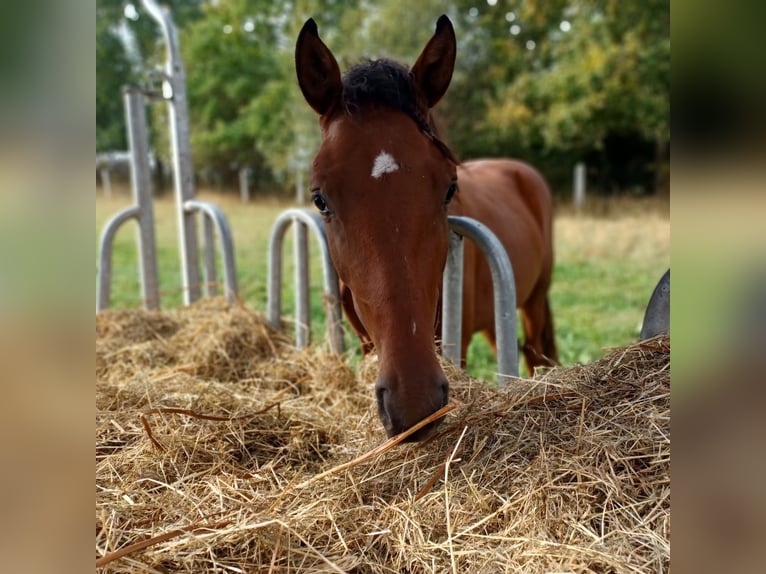 Pony tedesco Mix Castrone 1 Anno 142 cm Baio in Cambs