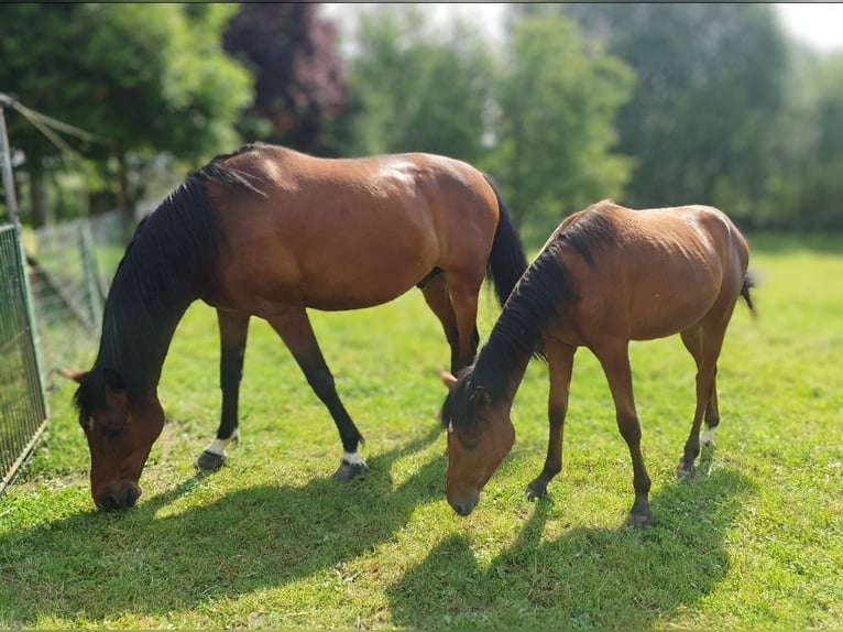 Pony tedesco Mix Castrone 1 Anno 142 cm Baio in Cambs