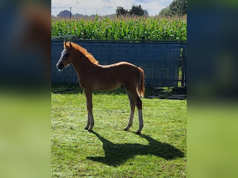 Pony tedesco Castrone 1 Anno 148 cm Sauro in Spelle