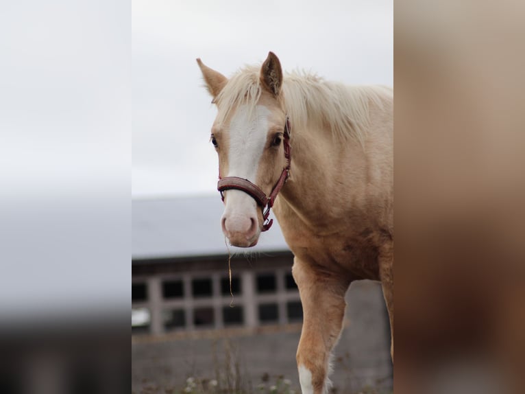 Pony tedesco Castrone 1 Anno 150 cm Palomino in Bahrdorf