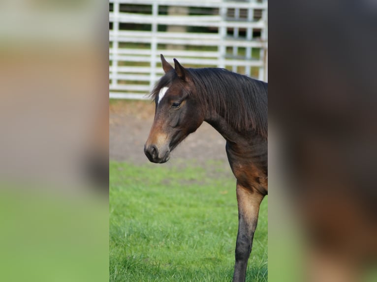 Pony tedesco Castrone 1 Anno Baio scuro in Damme