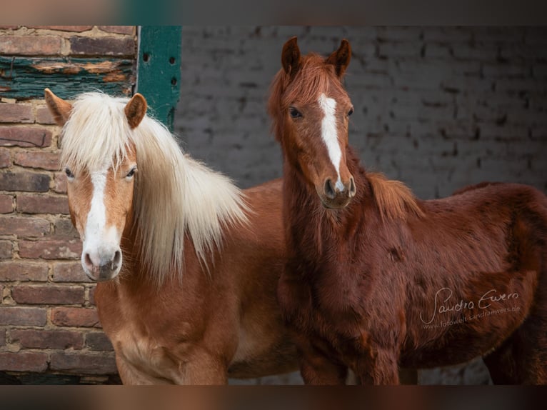 Pony tedesco Castrone 1 Anno Sauro in Fritzlar