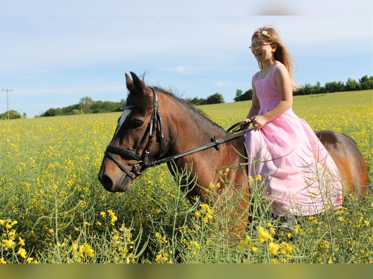 Pony tedesco Mix Castrone 20 Anni 137 cm Baio scuro in Brook