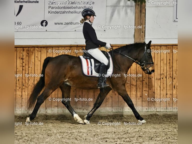 Pony tedesco Mix Castrone 20 Anni 137 cm Baio scuro in Brook