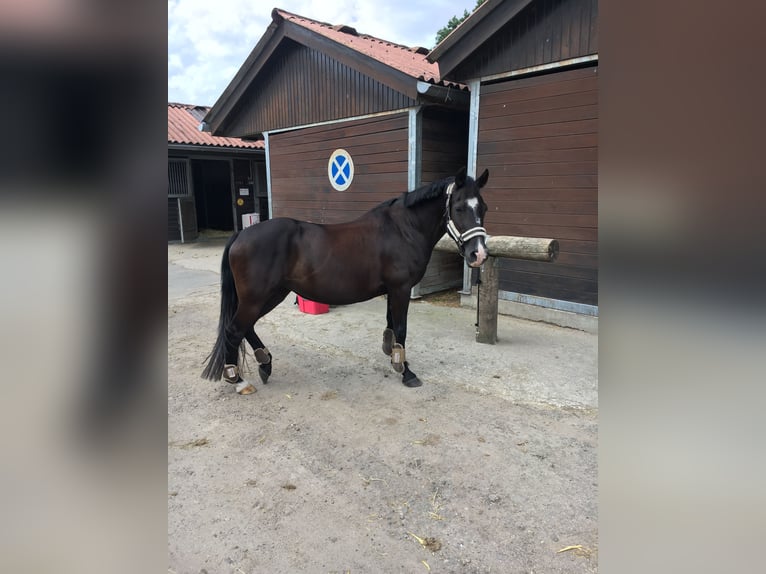 Pony tedesco Castrone 20 Anni 144 cm Morello in Hamburg Winterhude