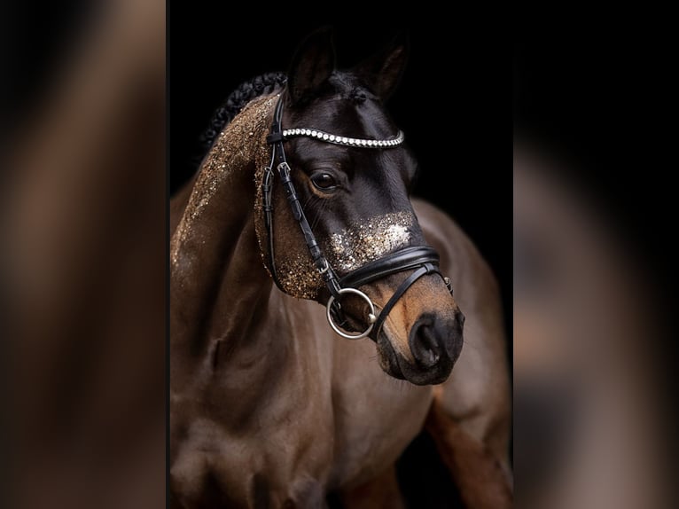 Pony tedesco Castrone 20 Anni 145 cm Baio scuro in Düsseldorf