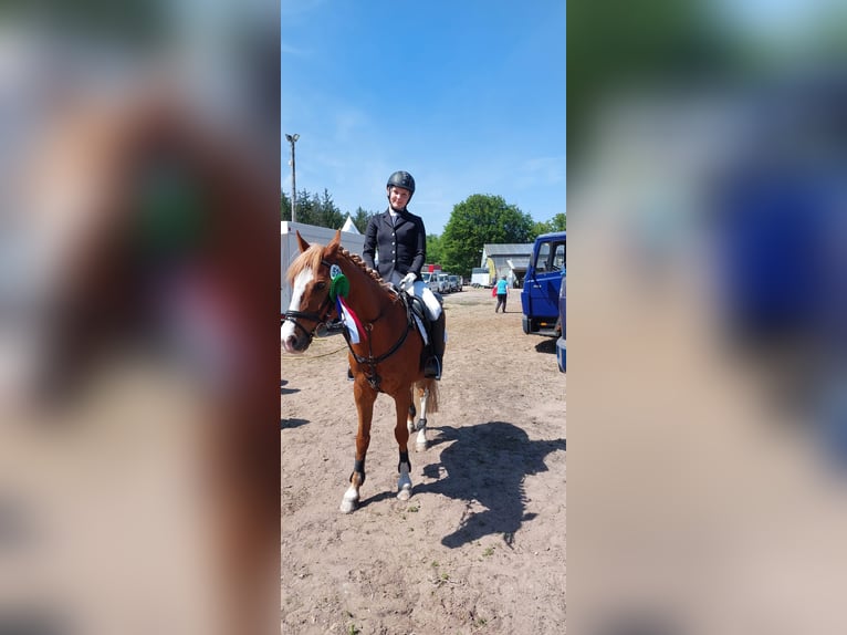 Pony tedesco Castrone 20 Anni 146 cm Sauro in Husum
