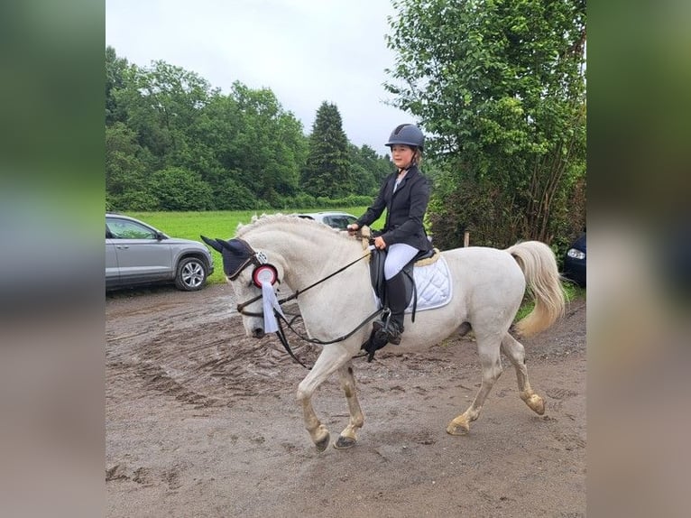 Pony tedesco Castrone 21 Anni 142 cm Grigio in Attenweiler