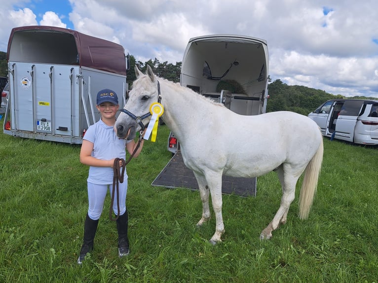 Pony tedesco Castrone 21 Anni 142 cm Grigio in Attenweiler