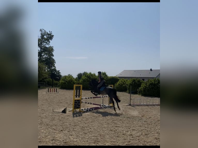 Pony tedesco Castrone 21 Anni 146 cm Falbo baio in Attenkirchen