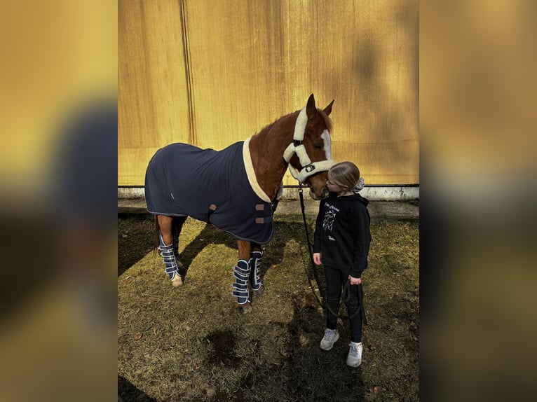Pony tedesco Castrone 21 Anni 148 cm Sauro in Bad Doberan