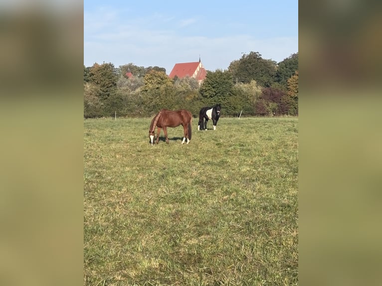 Pony tedesco Castrone 21 Anni 148 cm Sauro in Bad Doberan