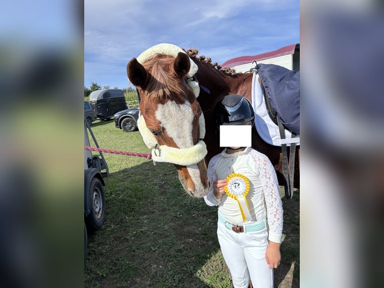 Pony tedesco Castrone 21 Anni 148 cm Sauro in Bentwisch