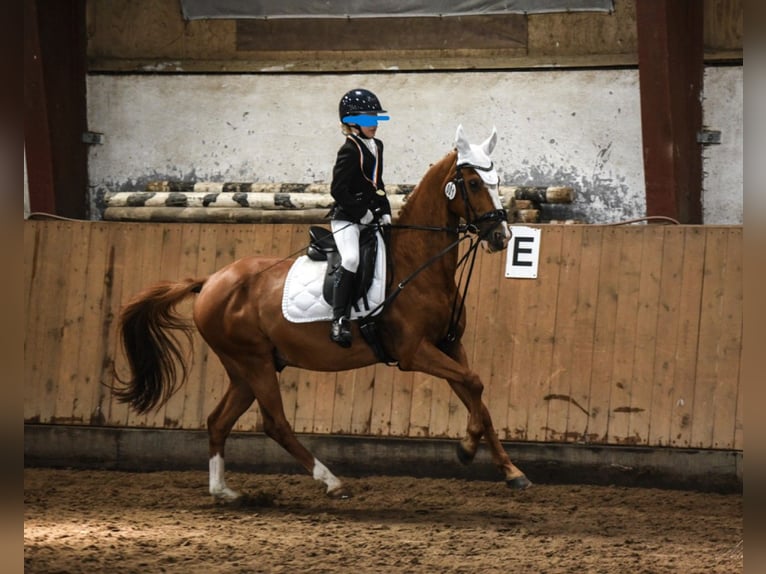 Pony tedesco Castrone 21 Anni 148 cm Sauro in Gelbensande