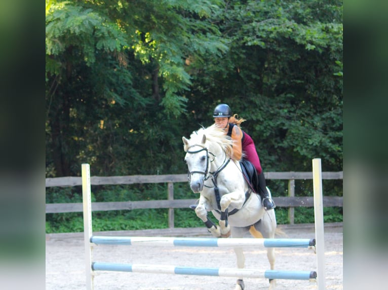 Pony tedesco Castrone 22 Anni 150 cm Grigio pezzato in Bannewitz