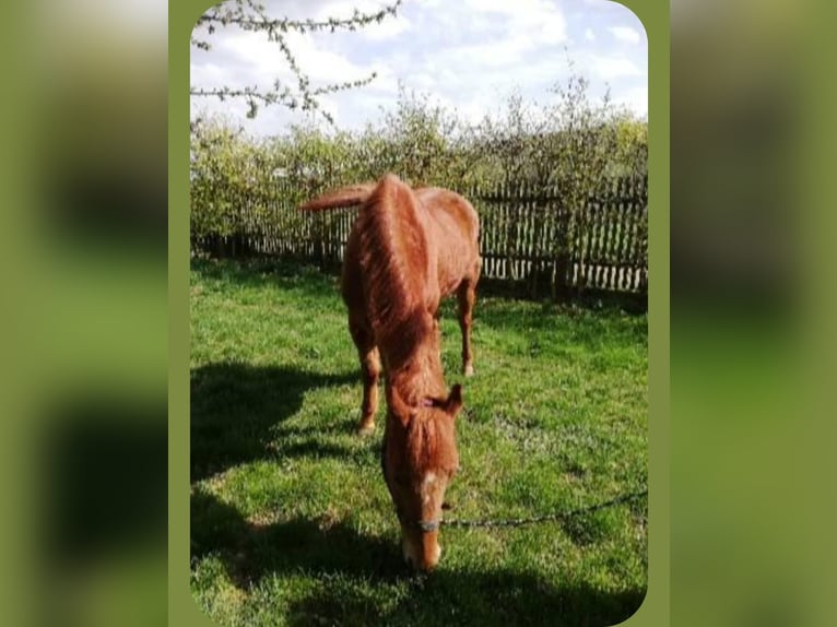Pony tedesco Castrone 23 Anni 148 cm Sauro in Bopfingen