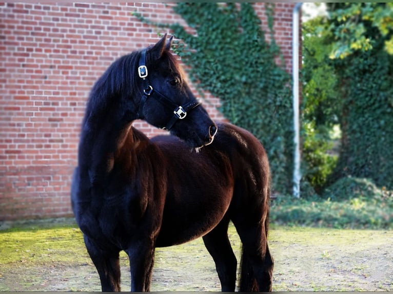 Pony tedesco Castrone 23 Anni 155 cm Morello in Stöckse