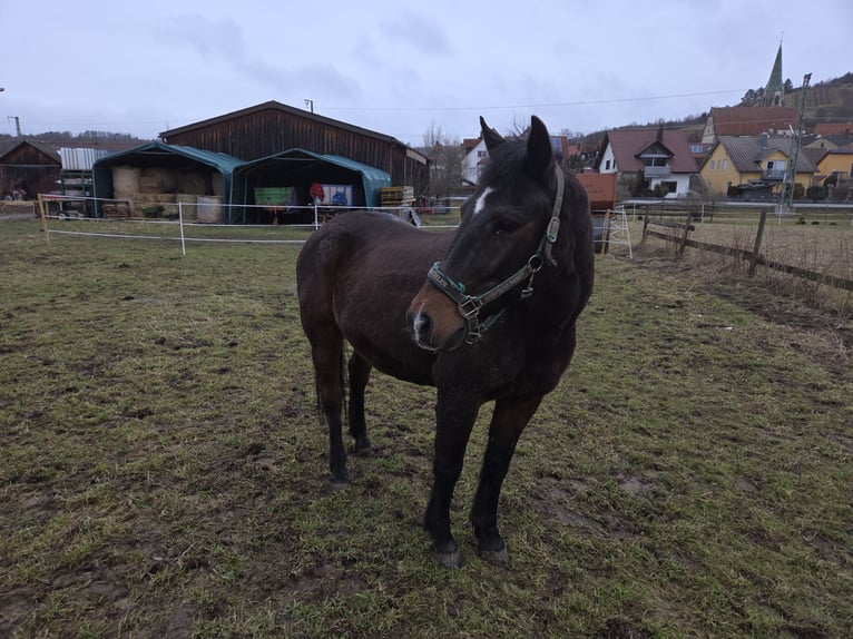 Pony tedesco Castrone 24 Anni 150 cm Baio scuro in Rottenburg am Neckar