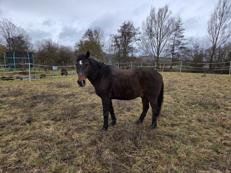 Pony tedesco Castrone 24 Anni 150 cm Baio scuro in Rottenburg am Neckar