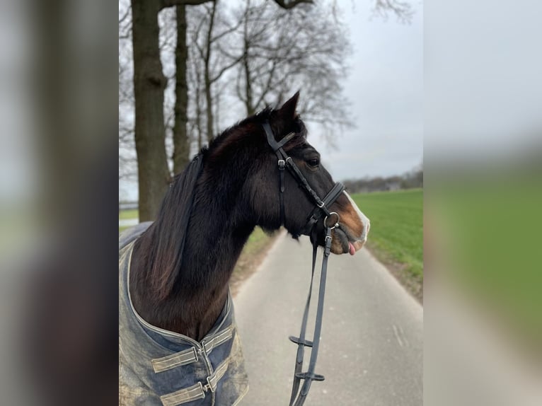 Pony tedesco Castrone 25 Anni 140 cm Baio scuro in Rheurdt