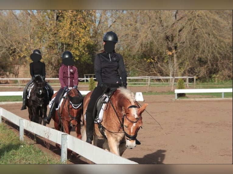 Pony tedesco Castrone 25 Anni 148 cm Baio nero in Werder/Havel