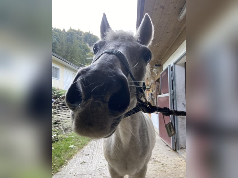 Pony tedesco Castrone 26 Anni 135 cm Grigio in Niederndorf