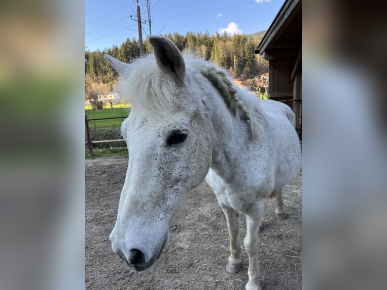 Pony tedesco Castrone 26 Anni 135 cm Grigio in Niederndorf
