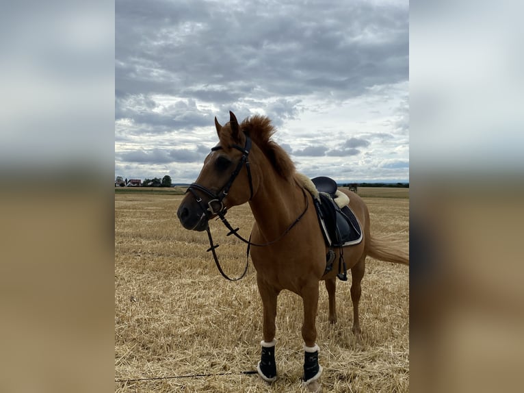 Pony tedesco Mix Castrone 28 Anni 155 cm Sauro in Otzberg-Lengfeld