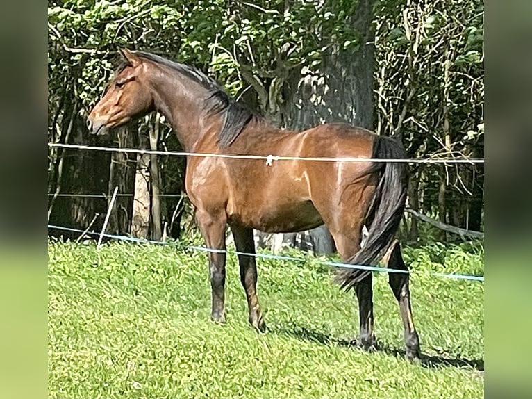 Pony tedesco Castrone 2 Anni 137 cm Baio in Luckau