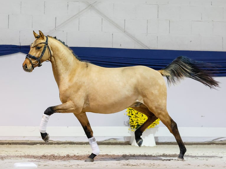 Pony tedesco Castrone 2 Anni 138 cm Falbo in Marsberg