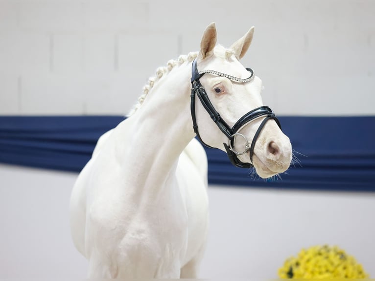 Pony tedesco Castrone 2 Anni 139 cm Cremello in Marsberg