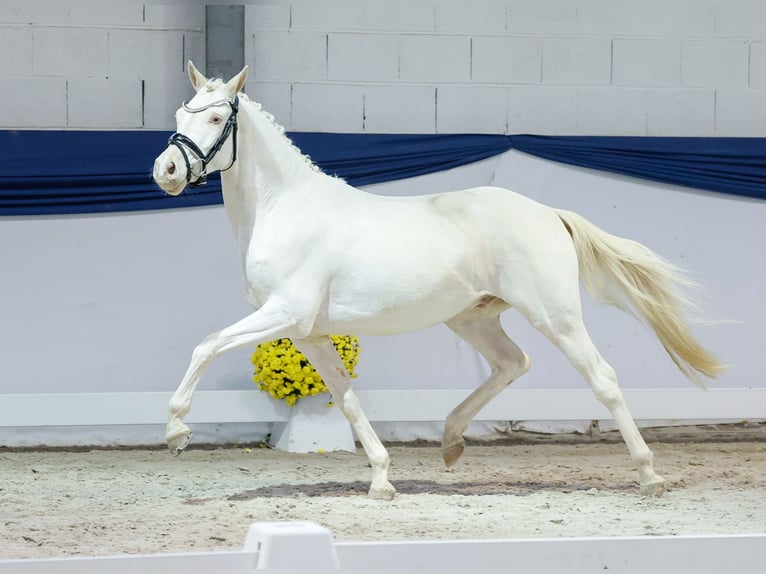 Pony tedesco Castrone 2 Anni 139 cm Cremello in Marsberg